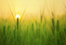 Jakie są najważniejsze cechy rolnictwa ekologicznego? Jakie są najważniejsze cechy rolnictwa ekologicznego?