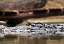 Jakie są podstawowe zasady zdrowego stylu życia?