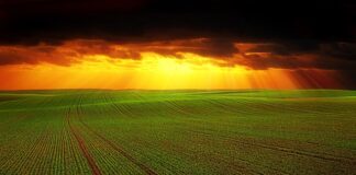 Czym różni się ekonomia od ekonomiki?