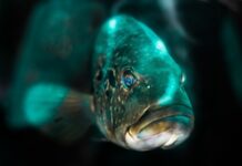 Co zwiększa inteligencję?