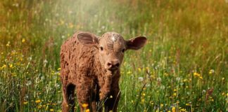 Jakie napięcie jest w ciele człowieka?