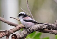 Jaki rodzaj energetyki należy rozwijać w Polsce i dlaczego?