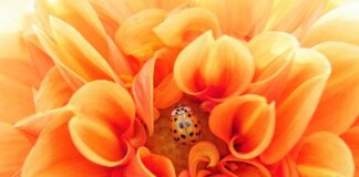 Na jakich fundamentach powinna opierać się efektywną komunikacja w organizacji?