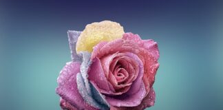 Czym się różni efektywny od efektowny?