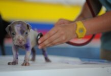 Czy orzeczenie o potrzebie kształcenia specjalnego to to samo co orzeczenie o niepełnosprawności?