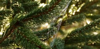 Co to są specjalne potrzeby edukacyjne uczniów?