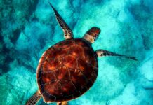 Dlaczego należy chronić zwierzęta? Dlaczego należy chronić zwierzęta?