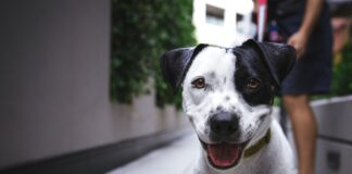 Kojec zewnętrzny dla psa